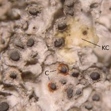 Diploschistes muscorum image