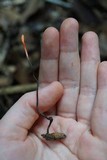 Cordyceps nutans image