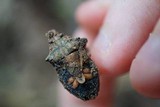 Cordyceps nutans image