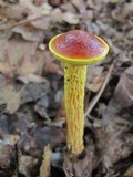 Heimioporus betula image