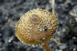 Inocybe calospora image