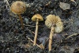 Inocybe calospora image