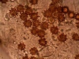 Inocybe calospora image