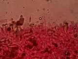 Inocybe calospora image