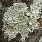 Dirinaria applanata image