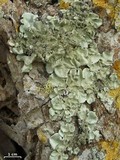 Parmotrema tinctorum image