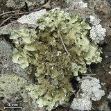 Parmotrema xanthinum image