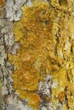 Pyrenula ochraceoflava image