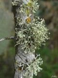 Ramalina montagnei image