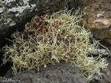 Ramalina sideriza image