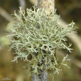 Ramalina sorediantha image