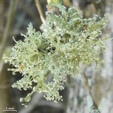 Ramalina sorediantha image