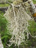 Roccella gracilis image