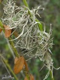Roccella gracilis image