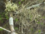 Roccella gracilis image