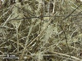 Roccella gracilis image