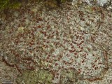 Arthonia cinnabarina image
