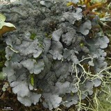 Coccocarpia palmicola image