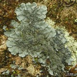 Coccocarpia palmicola image