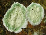Cryptothecia striata image