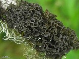 Leptogium marginellum image