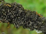 Leptogium marginellum image