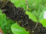 Leptogium marginellum image