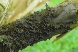 Leptogium marginellum image