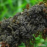 Leptogium marginellum image