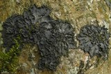 Leptogium marginellum image