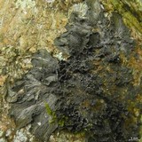 Leptogium marginellum image