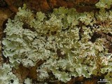 Physcia undulata image