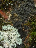 Physcia undulata image