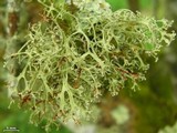 Ramalina sorediantha image