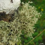 Ramalina sorediantha image