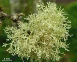 Ramalina sorediantha image