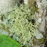 Ramalina sorediantha image