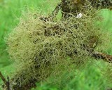Ramalina sorediosa image