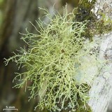 Ramalina sorediosa image