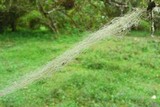 Ramalina australiensis image