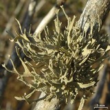 Roccella gracilis image