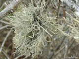 Roccella gracilis image