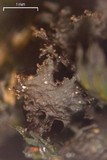 Leptogium lichenoides image