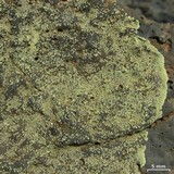 Buellia straminea image