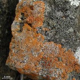 Caloplaca brouardii image