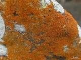 Caloplaca brouardii image