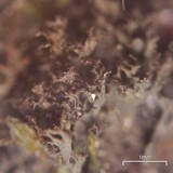 Leptogium lichenoides image