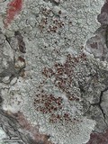 Haematomma persoonii image