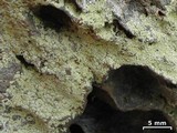 Lecanora sulfurescens image