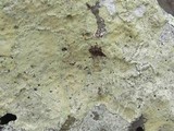 Lecanora sulfurescens image